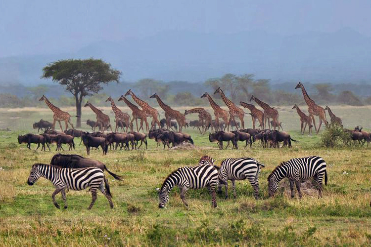 [Africa Great Migration]
